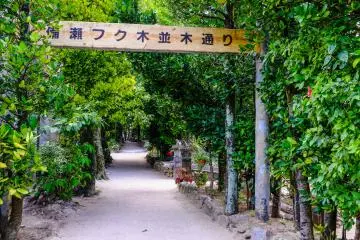 Desa Bise, Okinawa