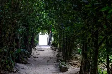 Di setiap persimpangan, Anda dapat melihat lautan di ujung terowongan pohon fukugi