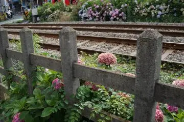 <p>In the early summer months, hydrangea line the railroad tracks near Sangenjaya Station and are a real treat to see. If you're in the vicinity, check out the Gotokuji Temple, home to over 1000 manekineko (fortune cats)!</p>