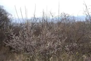 Nagano's mountain beauty  