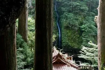 A tall thin waterfall echoes the shape of the tree trunks