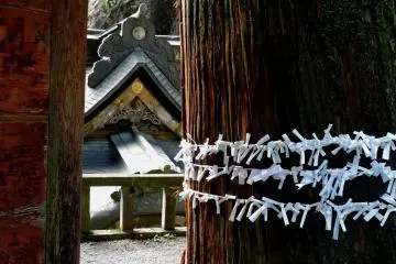 A cedar trunk garlanded with omikuji