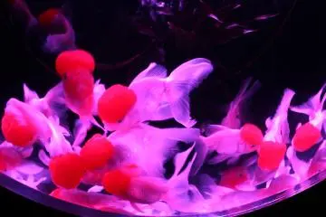 KINGYO COLLECTION: showing a variety of rare and unusual goldfish under the changing colored lights.