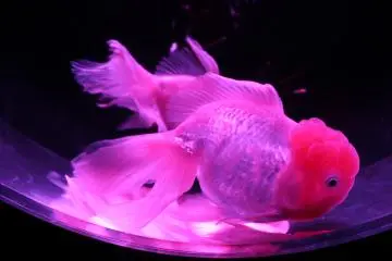 The goldfish at the exhbit come in a number of shapes and sizes offering much artistic inspiration.
