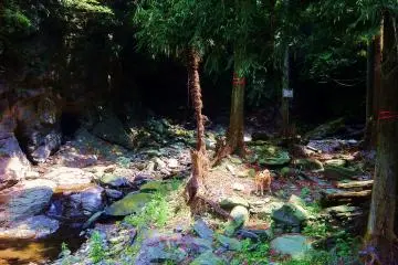 The boy exploring around the river bend