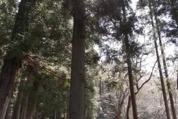 Forest trail  