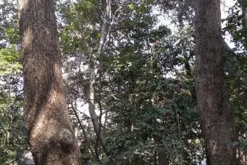 Arboreal splendor