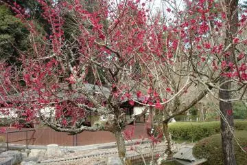 Plum blossoms on Ishiyama-dera grounds