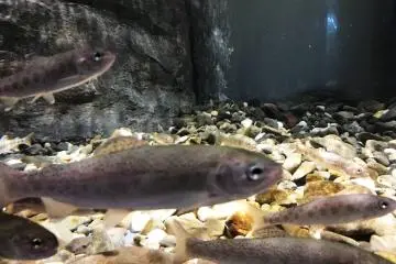 Learn about habits of fish that you have never heard before