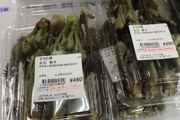 Tempura of bud of tara is the best