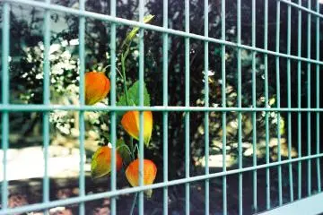 However, it wasn't before long before I noticed the little details in Japan that called for my closer attention. Here's a photo of a fake plant behind the fence of the elementary school in Ikenoue neighborhood.