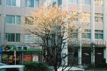 A random beautifully colored moment during golden hour reminds busy people in Tokyo to slow down.