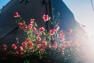 The no-one-could-name flowers in my neighborhood that stayed fresh and warm until late April.  