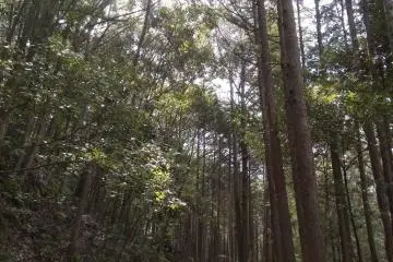 The forest is the best companion 