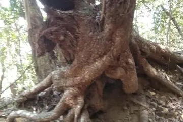 Tree sculpture