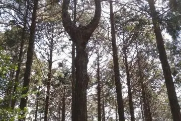Another tree sculpture
