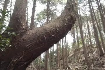 Ganbatte again!