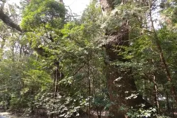Forest path at Geku