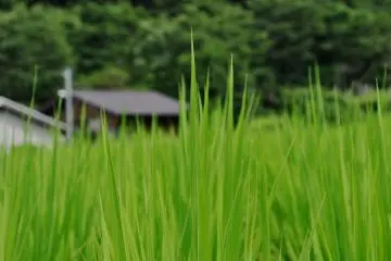 The landscape in this area is particularly beautiful because of the subtropical vegetation and the rice plantations (Photo: Virginia González)