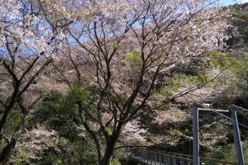 Sakura path on Otonashi