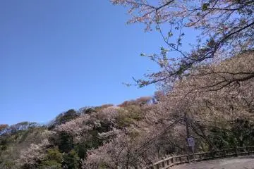 Pink lushness on Otonashi