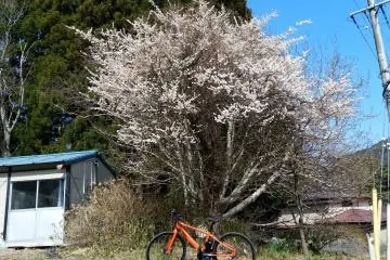 Just in time for the cherry blossoms