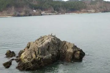 Unosumai's name sake, cormorans