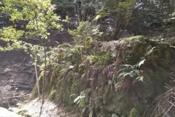 Survival