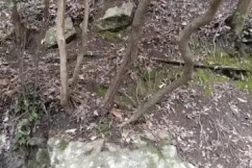 Tree from rock