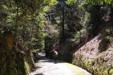 Forest angel