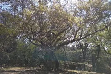 Primeval Forest in Nara Park
