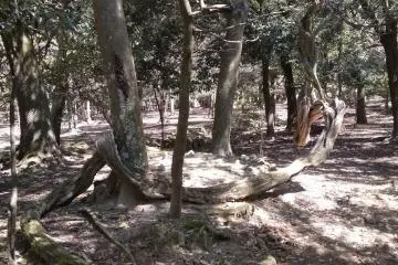 Primeval Forest Nara Park