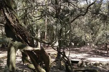 Primeval Forest Nara Park