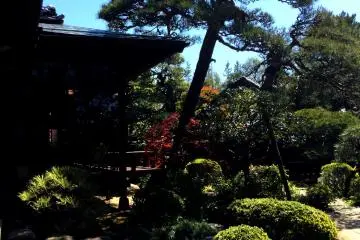 Lounge on the veranda in the shade of the pine tree 