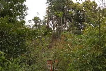 Red spot on green