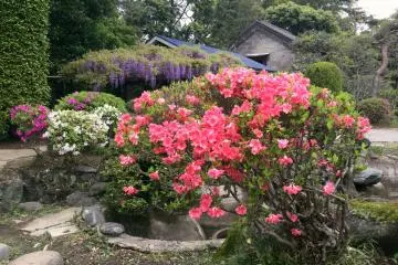 Azalea season coincides with the wisteria