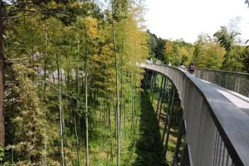 Raised walkway through bamboo