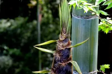 A fat bamboo shoot