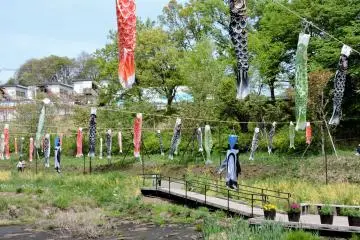 Carp Streamers
