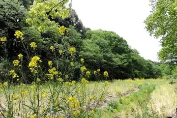 The last of the rape blossom