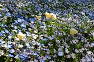 Californian poppies and Nemophilia