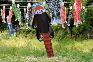 A tanuki streamer
