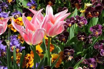 Pink tulips