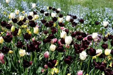Black and white tulips