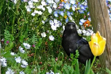 Crow strolling among the flowers