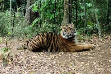 The tiger very obligingly looked right at the camera