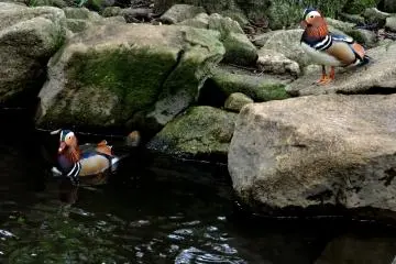 Colorful water fowl in the bird enclosure