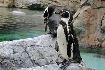 Who doesn't love penguins?