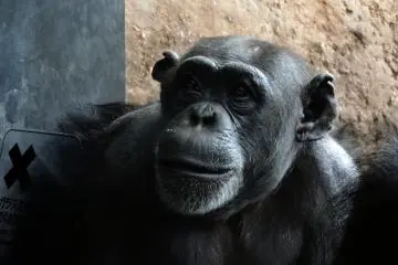 Taking a good look at each other