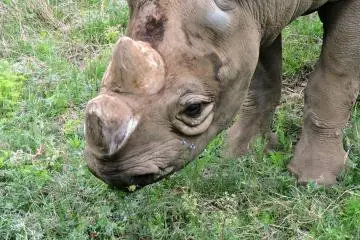 A placid rhino